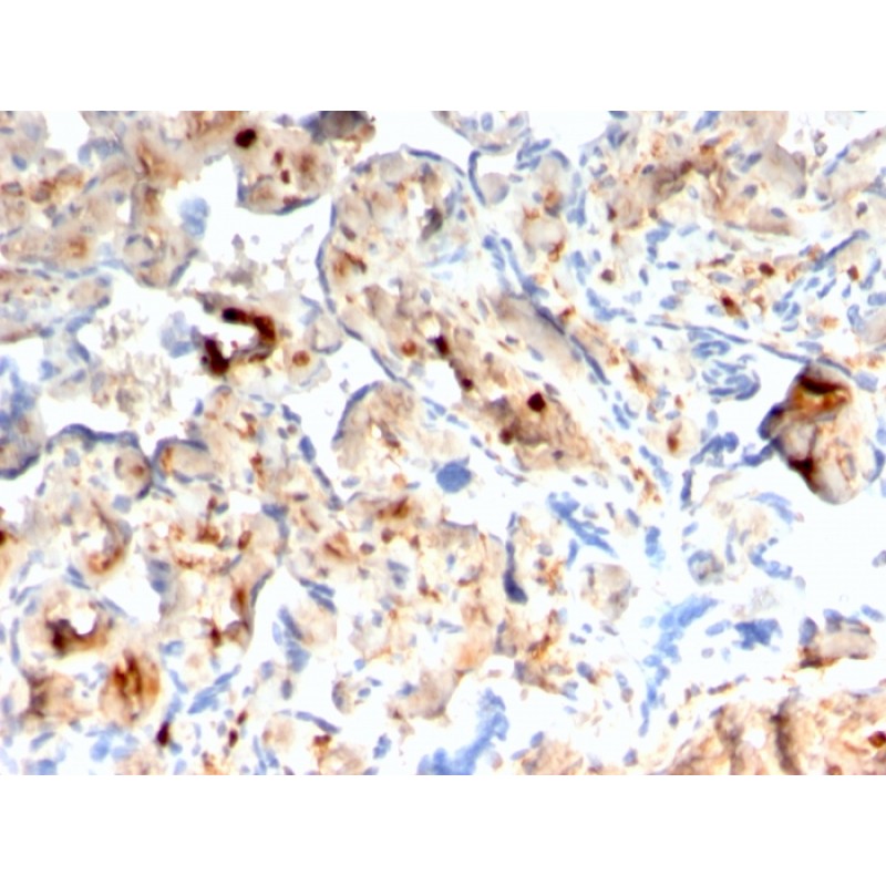 S100A4 / Metastasin / Calvasculin (Marker of Tumor Metastasis)(rS100A4/1481), CF568 conjugate, 0.1mg/mL