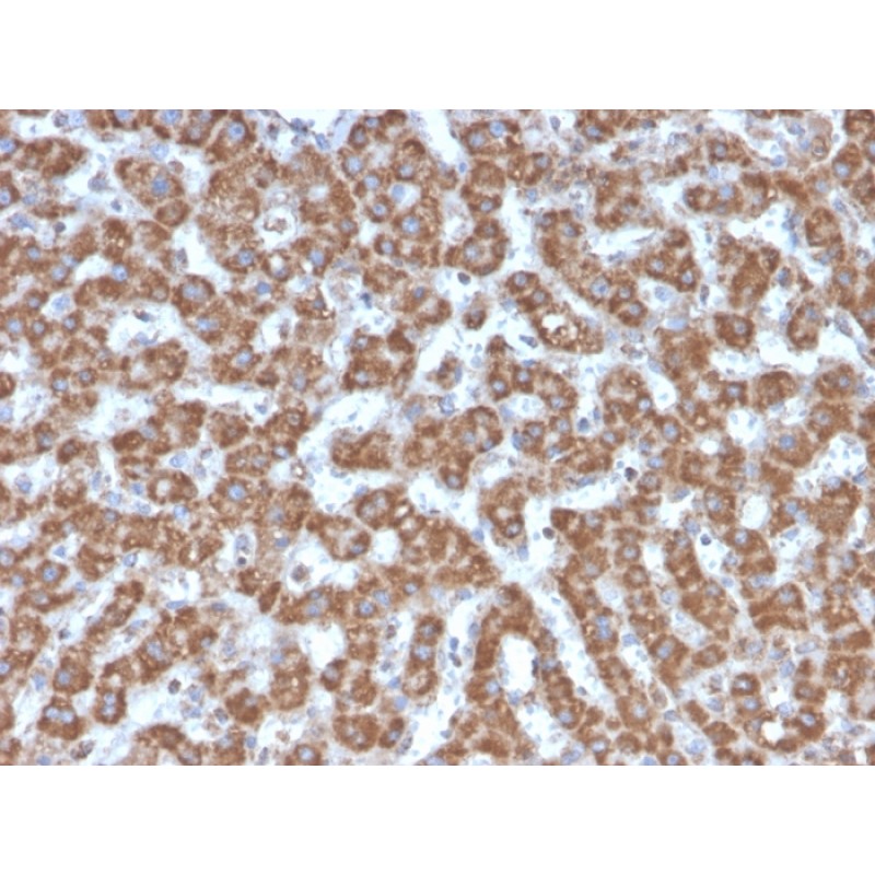 Prohibitin (Mitochondrial Marker)(PHB/3226), CF568 conjugate, 0.1mg/mL