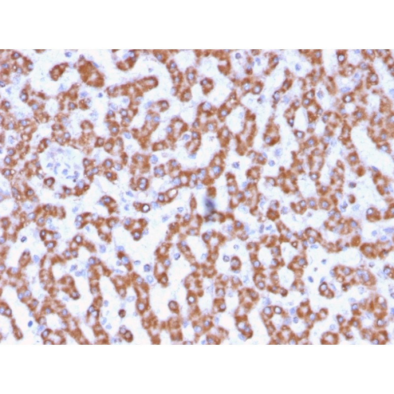 Prohibitin (Mitochondrial Marker)(PHB/3230), CF568 conjugate, 0.1mg/mL