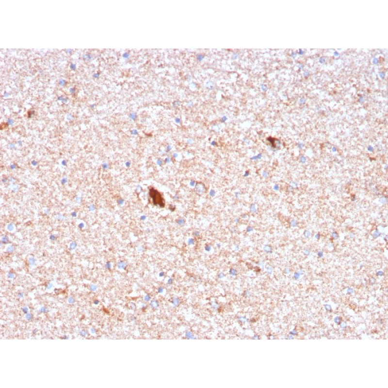 Serum Amyloid P / APCS(APCS/3240), CF568 conjugate, 0.1mg/mL