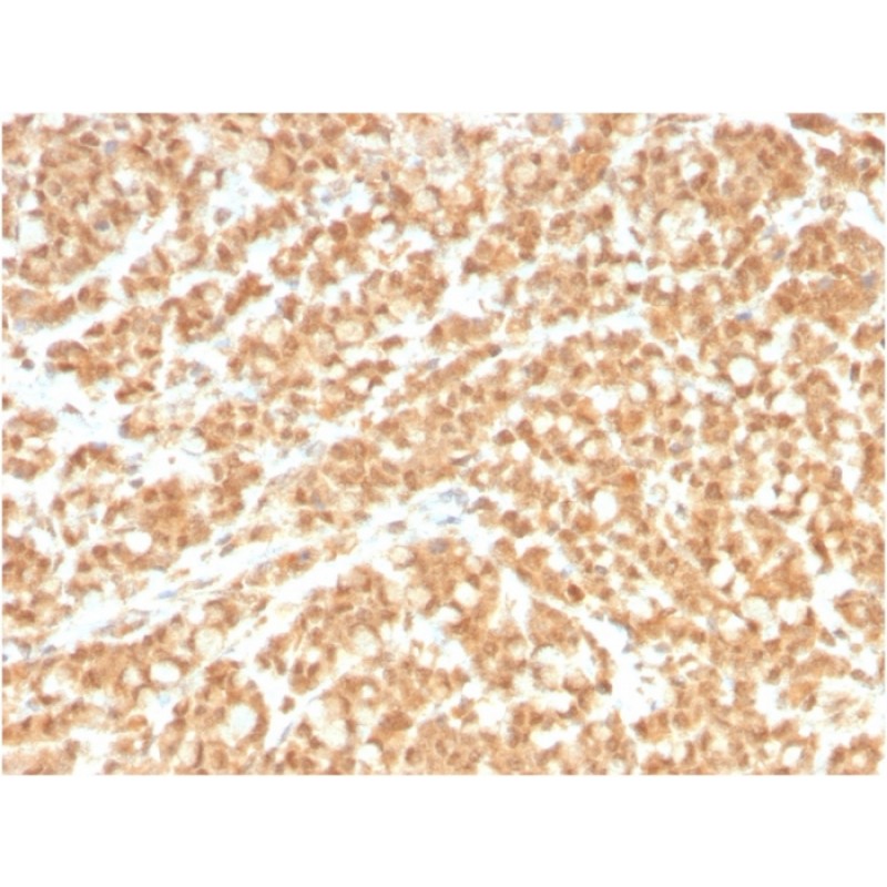 ICOS-L / ICOS Ligand / B7RP-1 (Immuno-Oncology Target)(ICOSL/3260), CF568 conjugate, 0.1mg/mL