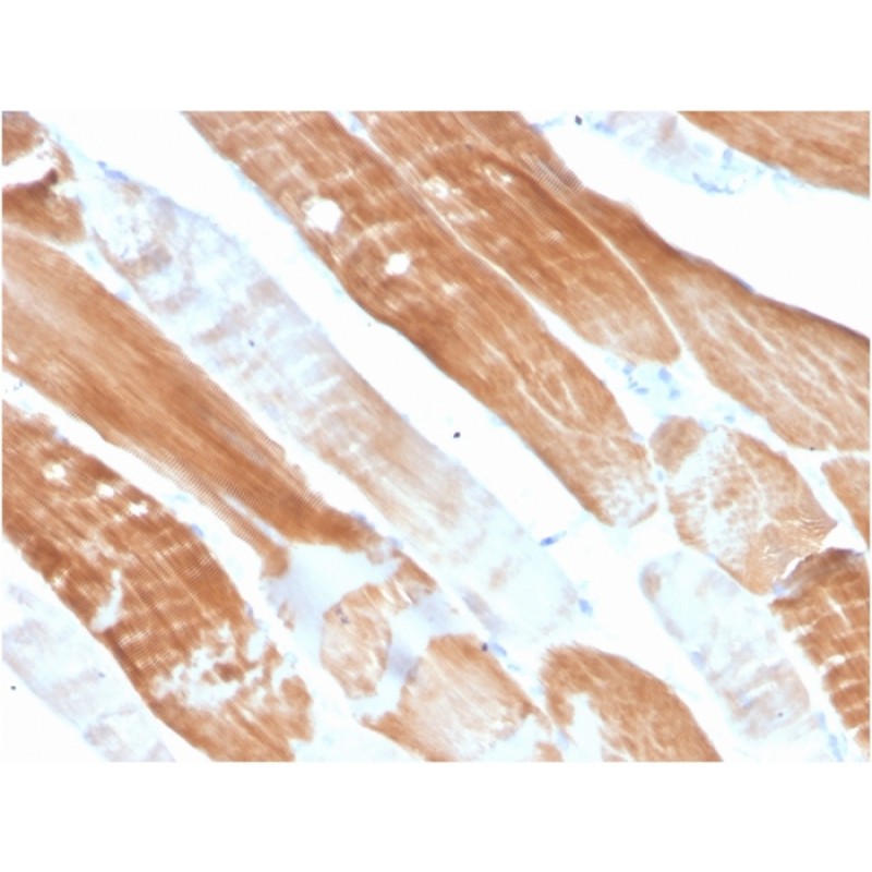 Sarcomeric Actinin Alpha 2 / ACTN2(ACTN2/3291), CF568 conjugate, 0.1mg/mL