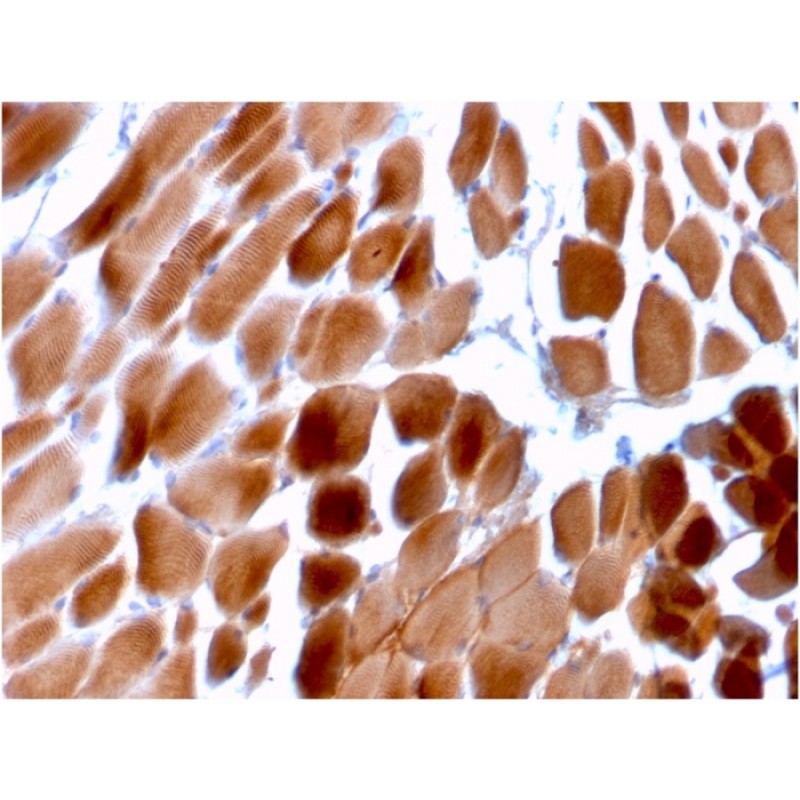 Sarcomeric Actinin Alpha 2 / ACTN2(ACTN2/3292), CF568 conjugate, 0.1mg/mL
