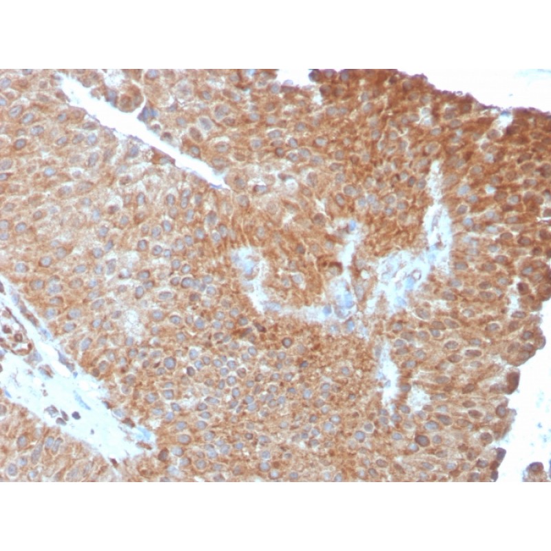 PAI-RBP1 / SERBP1 / SERPINE1(SERBP1/3493), CF568 conjugate, 0.1mg/mL