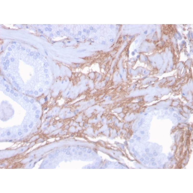 Decorin(DCN/3523), CF568 conjugate, 0.1mg/mL
