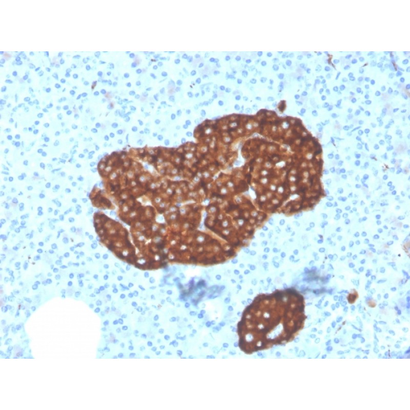 Synaptophysin (Neuroendocrine Marker)(SYP/3551), CF568 conjugate, 0.1mg/mL