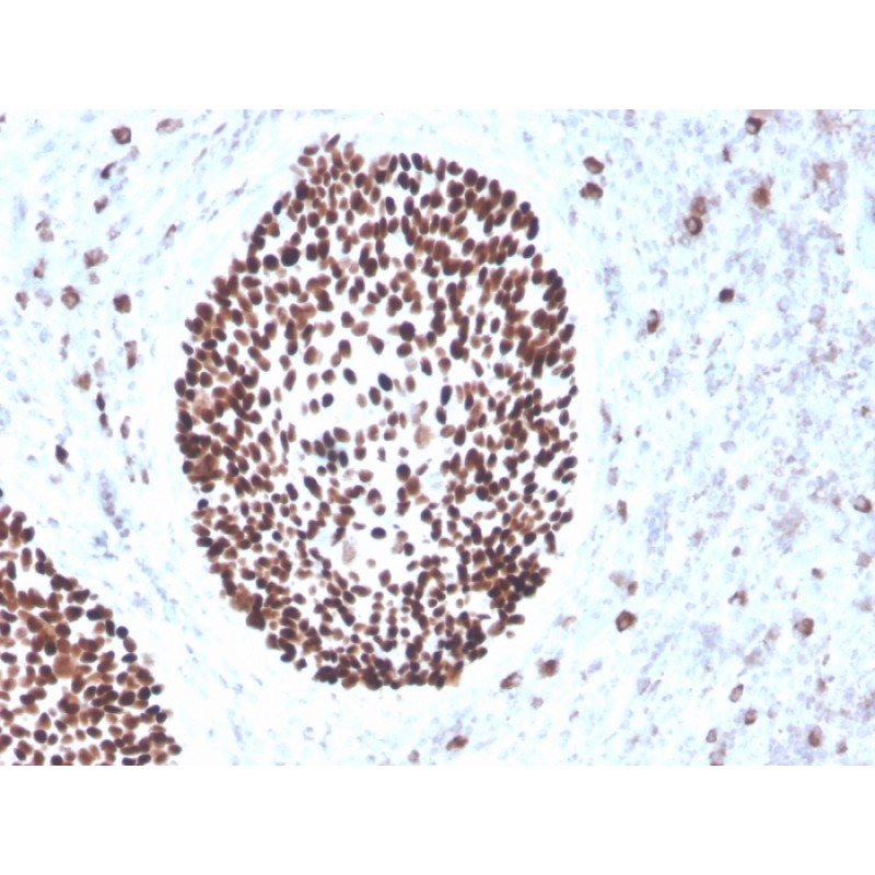 SOX2 (Embryonic Stem Cell Marker)(rSOX2/1791), CF568 conjugate, 0.1mg/mL