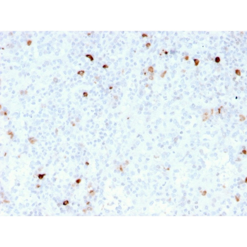 IgM (Immunoglobulin Mu Heavy Chain) (B-Cell Marker)(rIM260), CF568 conjugate, 0.1mg/mL