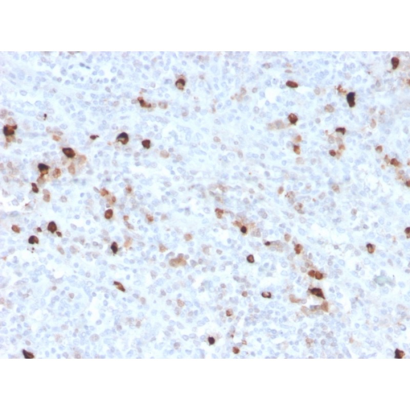 Human IgM (Immunoglobulin Mu Heavy Chain) (B-Cell Marker)(IGHM/3776R), CF568 conjugate, 0.1mg/mL