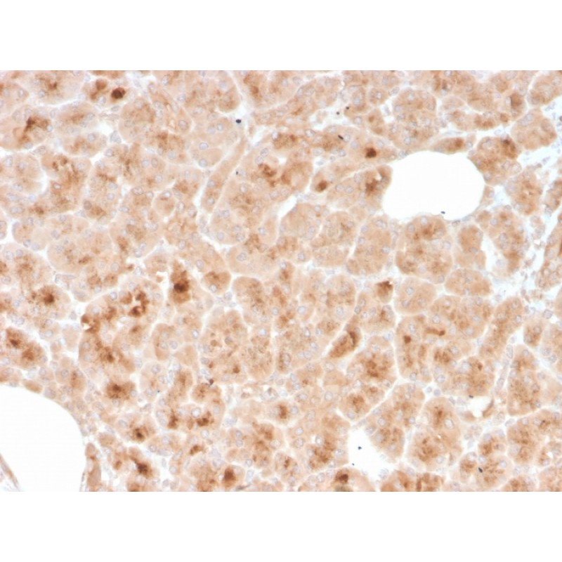 LMO2 (B-Cell Marker)(rLMO2/1971), CF568 conjugate, 0.1mg/mL