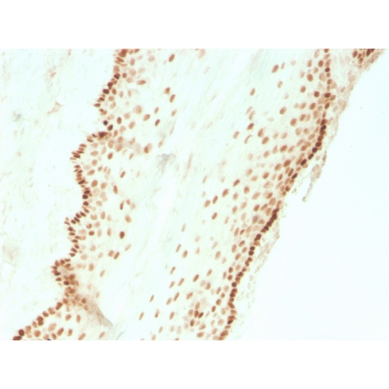 SOX2 (Embryonic Stem Cell Marker)(SOX2/3811R), CF568 conjugate, 0.1mg/mL