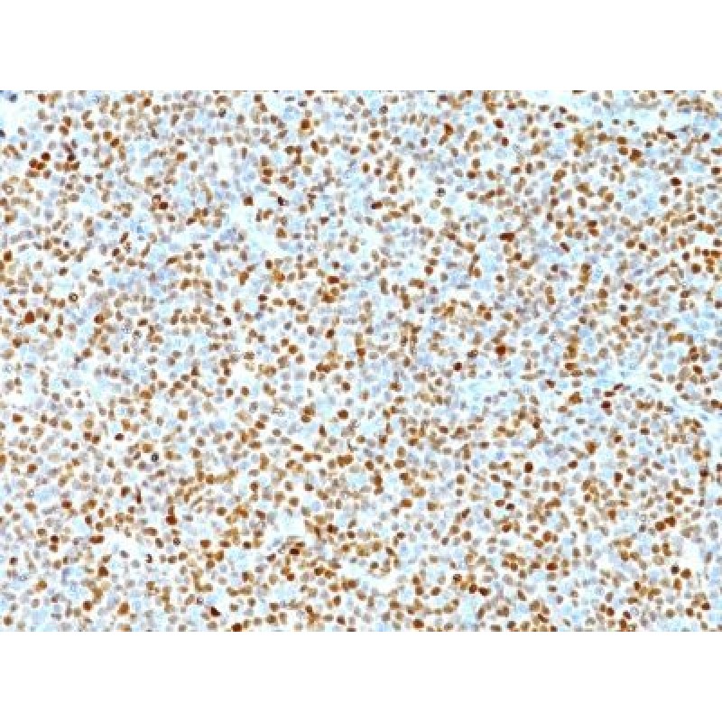 Cyclin D1(DCS-6), CF740 conjugate, 0.1mg/mL