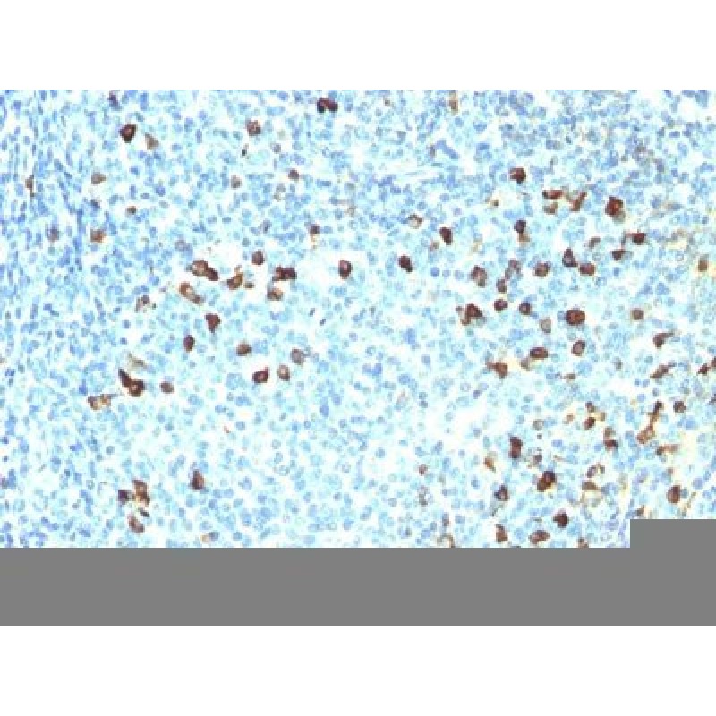 Human Lambda Light Chain(ICO-106), CF740 conjugate, 0.1mg/mL