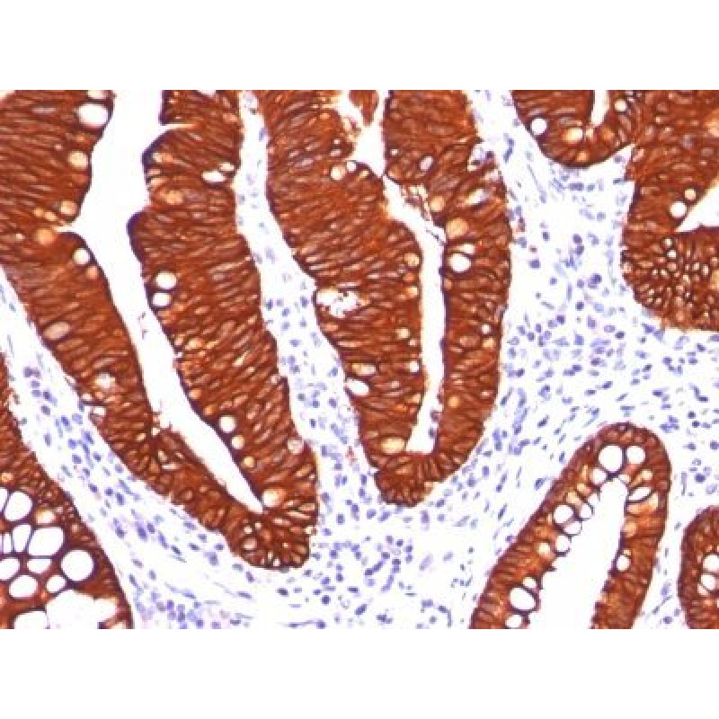 Cytokeratin 19(A53-B/A2.26), CF740 conjugate, 0.1mg/mL