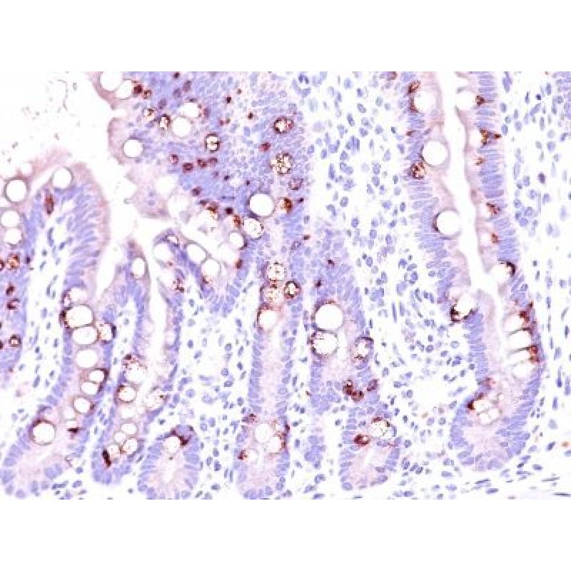 MUC2(CCP58), CF740 conjugate, 0.1mg/mL