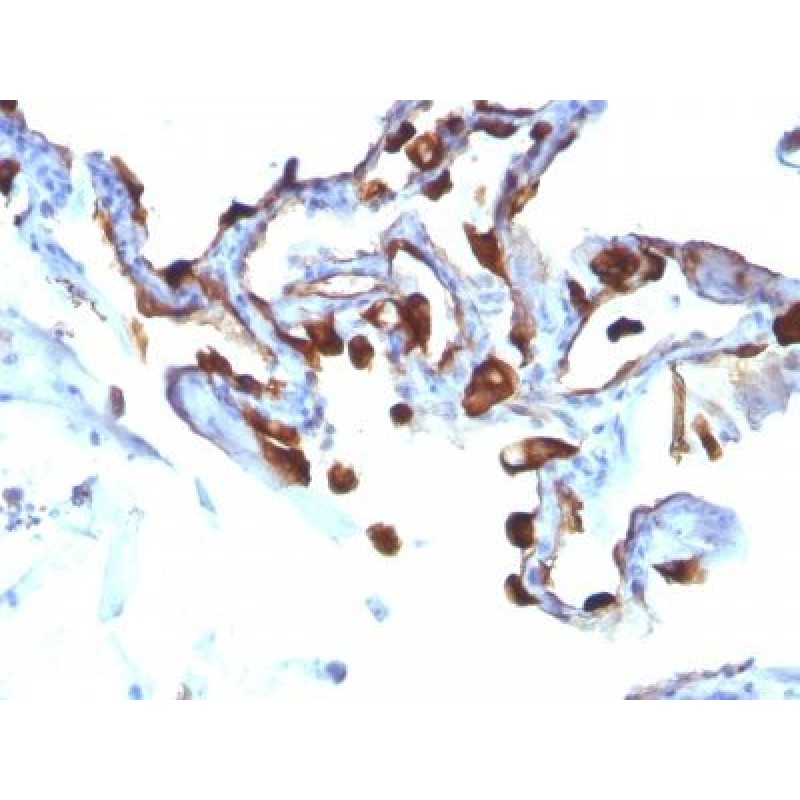 Cytokeratin 8/18(C-51), CF740 conjugate, 0.1mg/mL