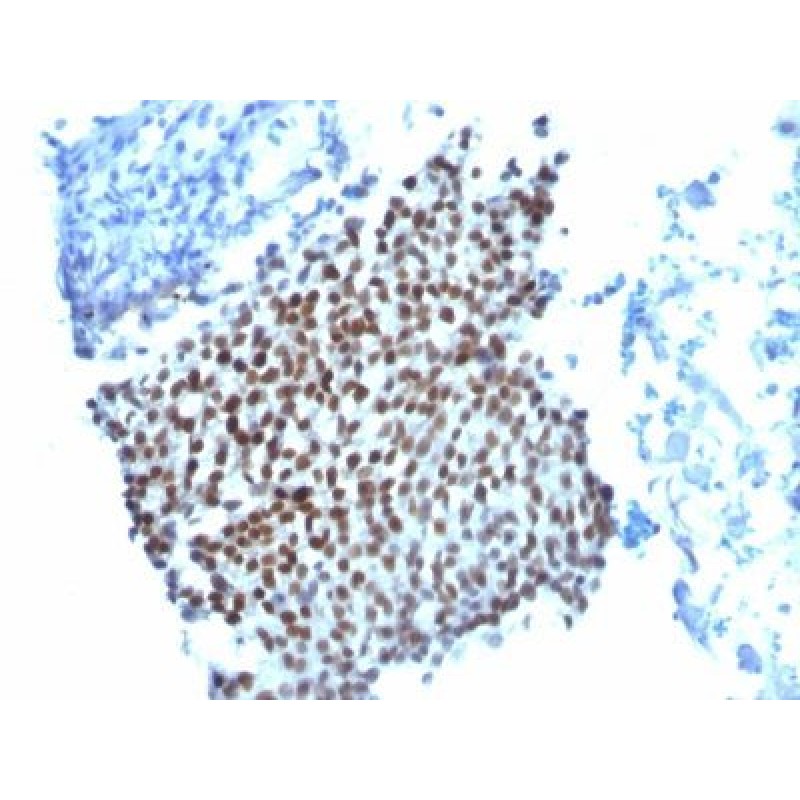 p21 / WAF1(WA-1), CF740 conjugate, 0.1mg/mL
