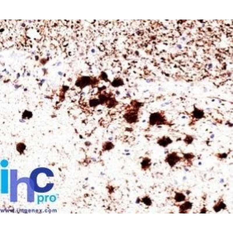 pgp9.5 (UCHL-1)(31A3), CF740 conjugate, 0.1mg/mL