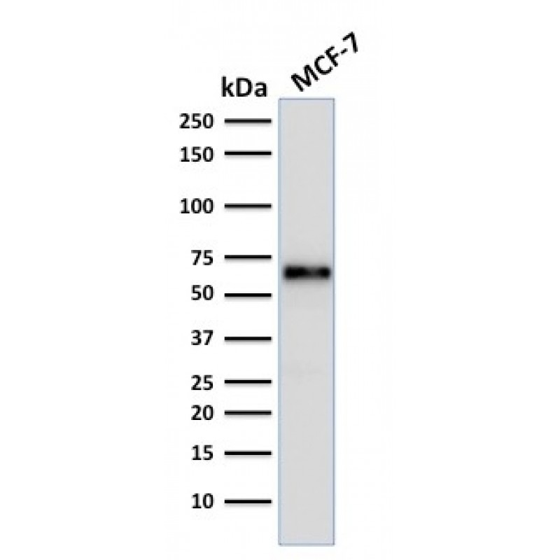 Estrogen Receptor, alpha (Marker of Estrogen Dependence)(ER506),  CF740 conjugate, 0.1mg/mL