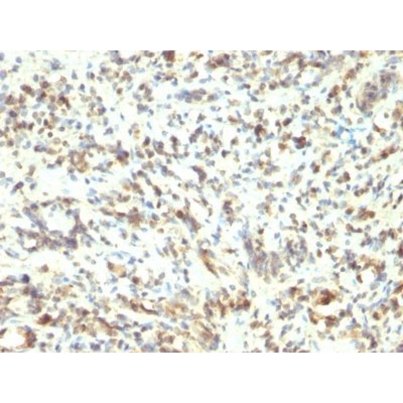 MyoD1(5.8A), CF740 conjugate, 0.1mg/mL