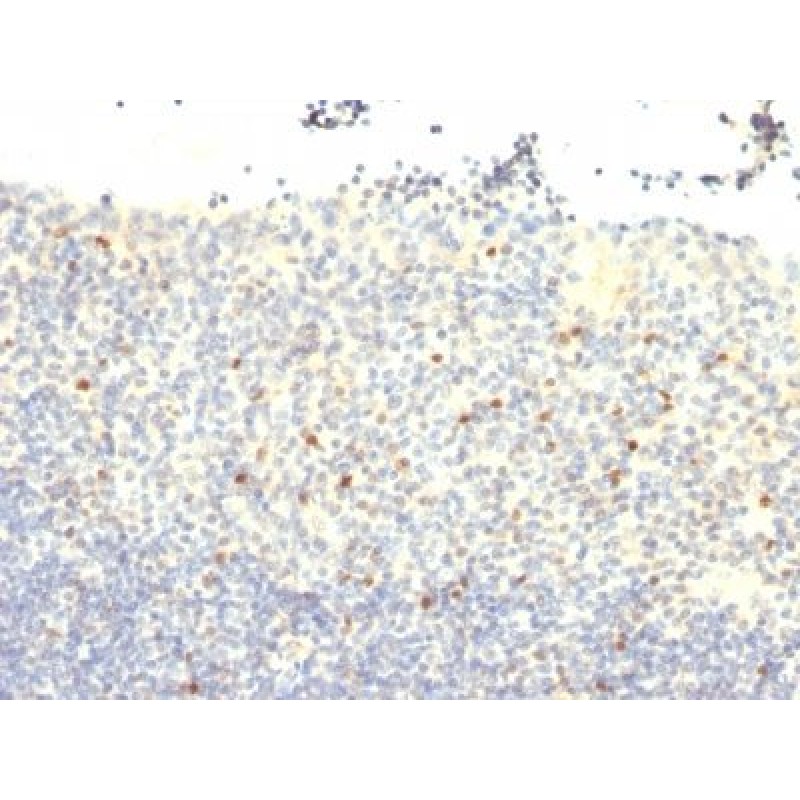 FOXP3(FXP3/197), CF740 conjugate, 0.1mg/mL