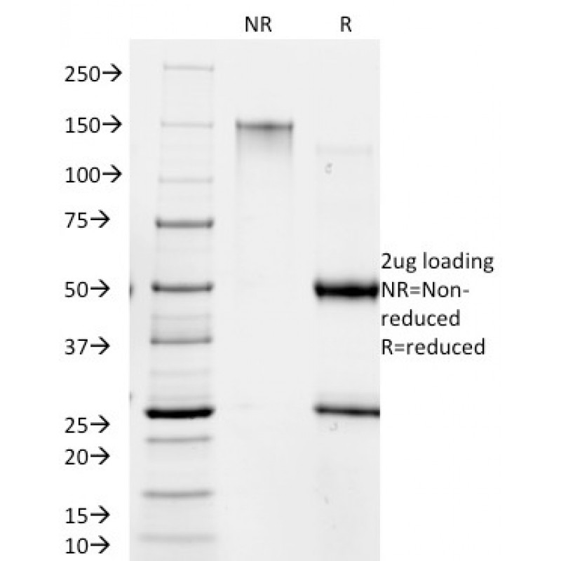 Giardia lamblia(BB1.1E5),  CF740 conjugate, 0.1mg/mL