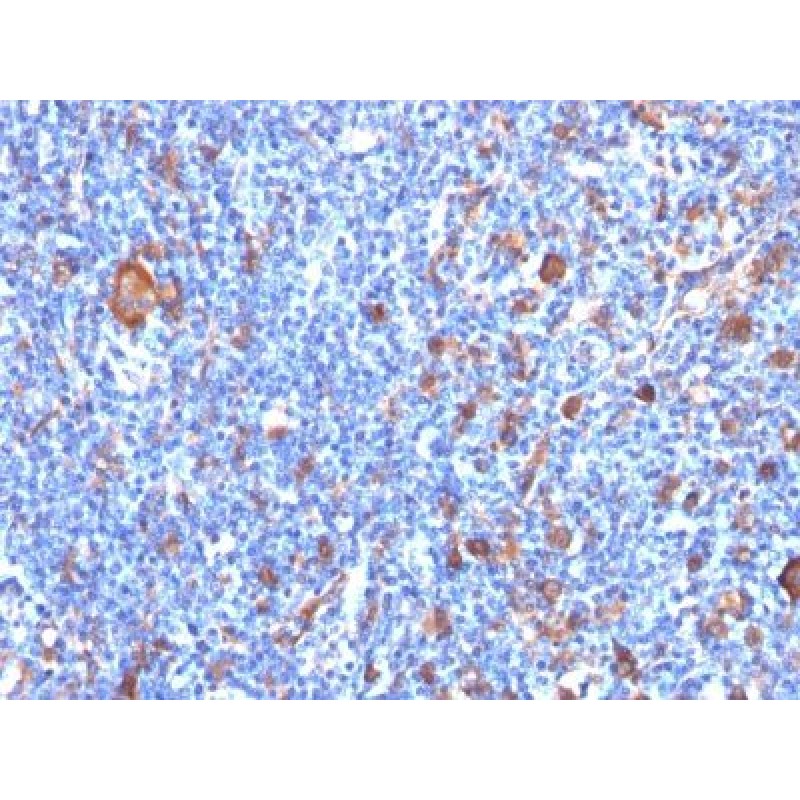Fascin-1(FSCN1/417), CF740 conjugate, 0.1mg/mL