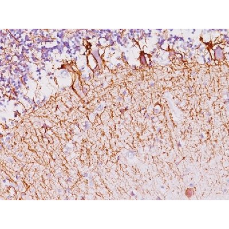 Neurofilament (NF-H)(NF421), CF740 conjugate, 0.1mg/mL