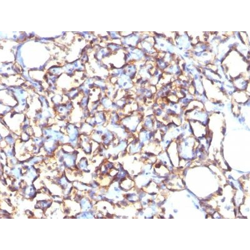 Podocalyxin(3D3), CF740 conjugate, 0.1mg/mL