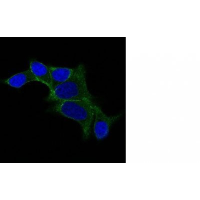 ODC-1 (Ornithine Decarboxylase-1)(ODC1/487), CF740 conjugate, 0.1mg/mL