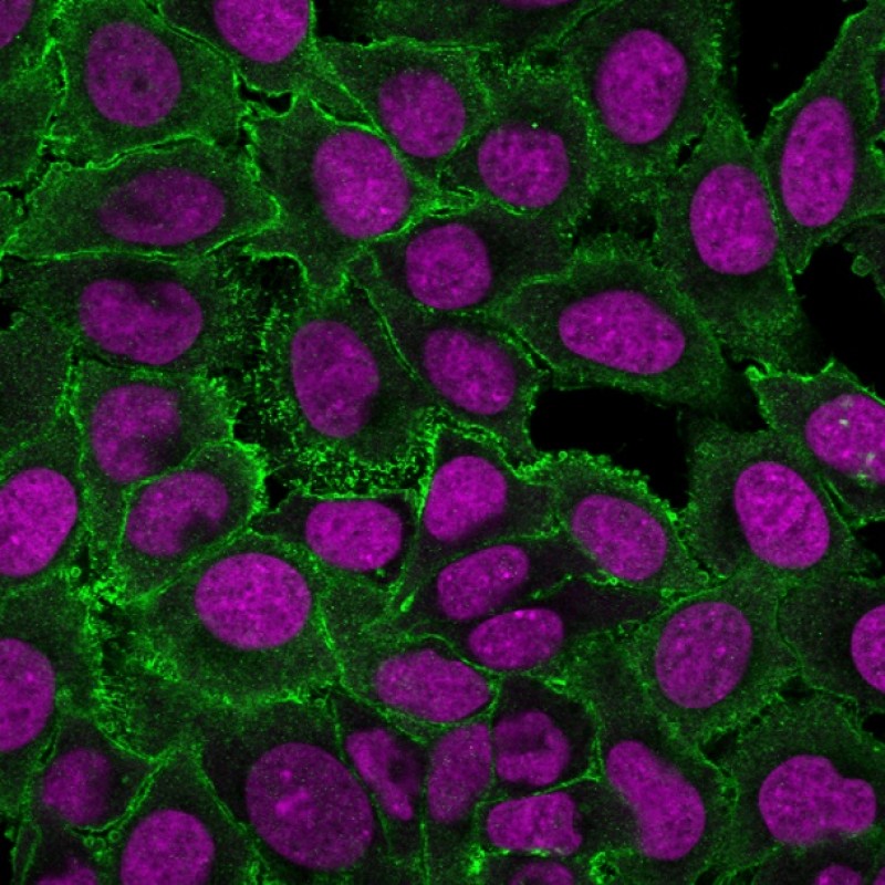 Moesin(MSN/493), CF740 conjugate, 0.1mg/mL