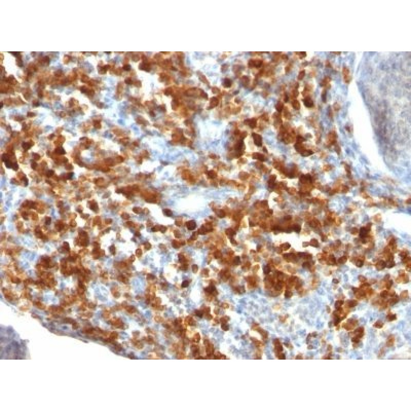 CD79a(IGA/515), CF740 conjugate, 0.1mg/mL