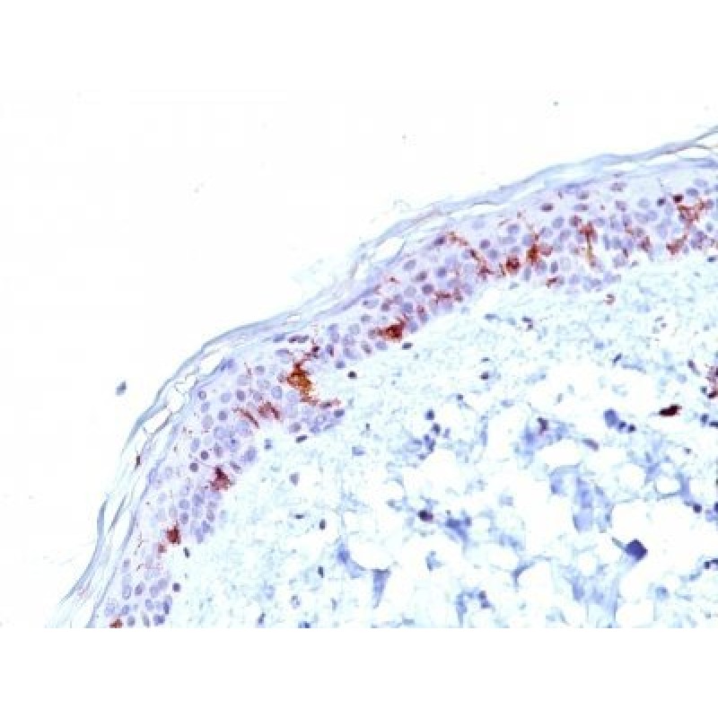 CD1a(O10), CF740 conjugate, 0.1mg/mL