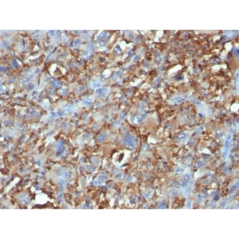 CD68(C68/684), CF740 conjugate, 0.1mg/mL