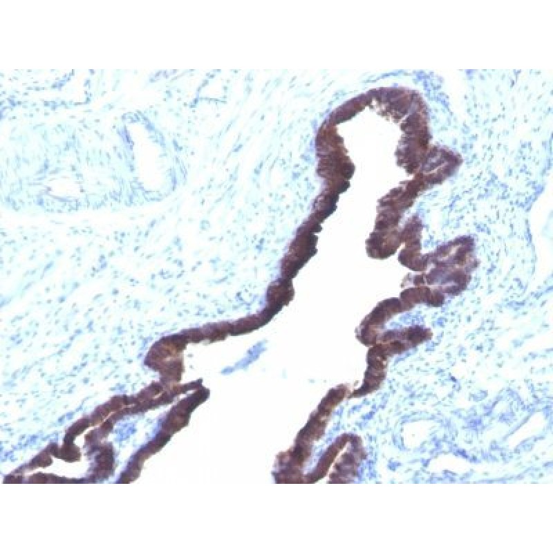 Cytokeratin 8/18(K8.8 + DC10), CF740 conjugate, 0.1mg/mL