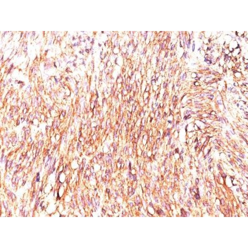 DOG-1(DOG1.1), CF740 conjugate, 0.1mg/mL