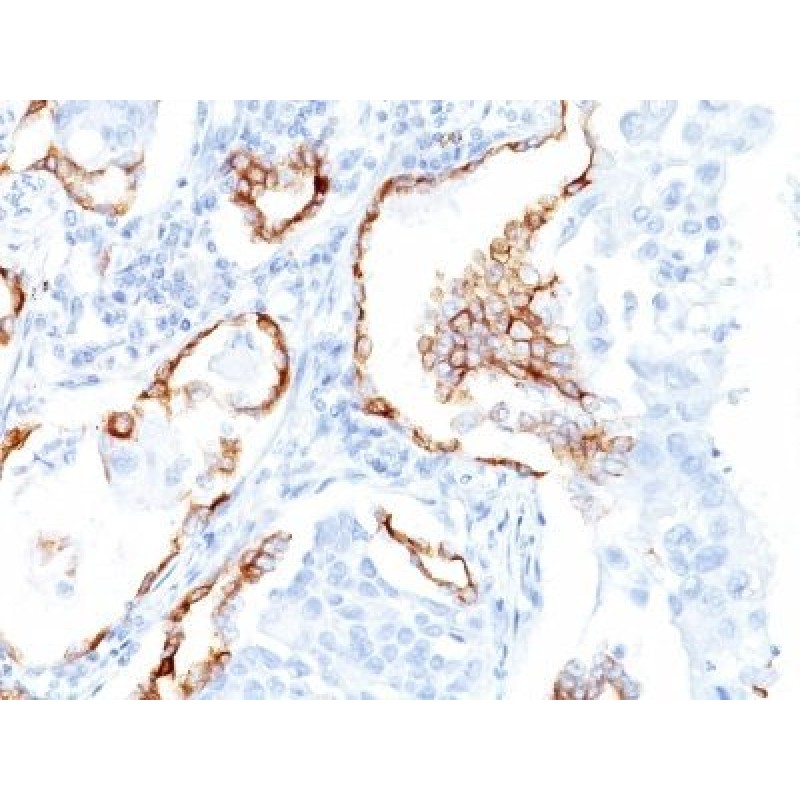 Cytokeratin 7(K72.7), CF740 conjugate, 0.1mg/mL