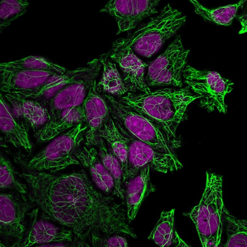Cytokeratin 7(KRT7/760), CF740 conjugate, 0.1mg/mL