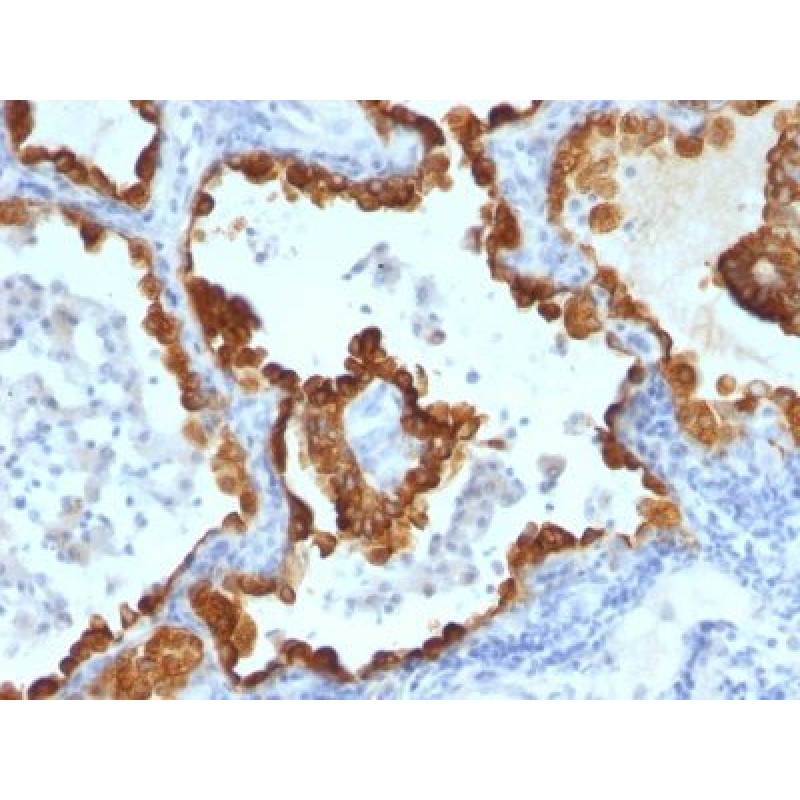 Cytokeratin 8/18(C-43 + DC10), CF740 conjugate, 0.1mg/mL