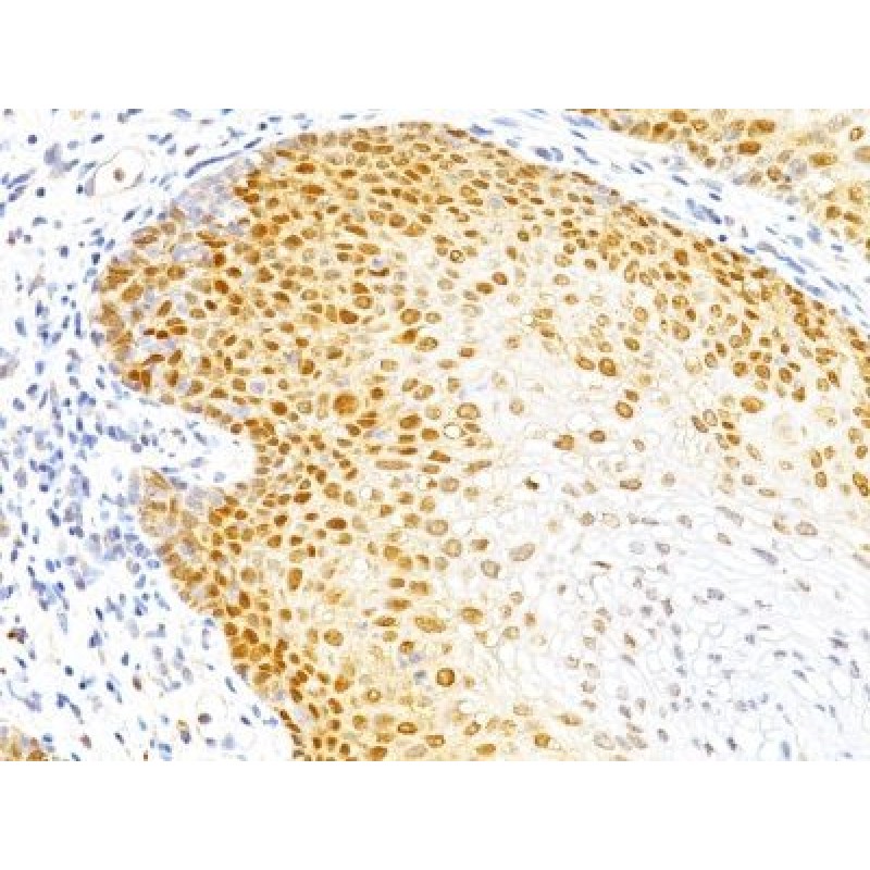 p27 / KIP1(DCS-72.F6), CF740 conjugate, 0.1mg/mL