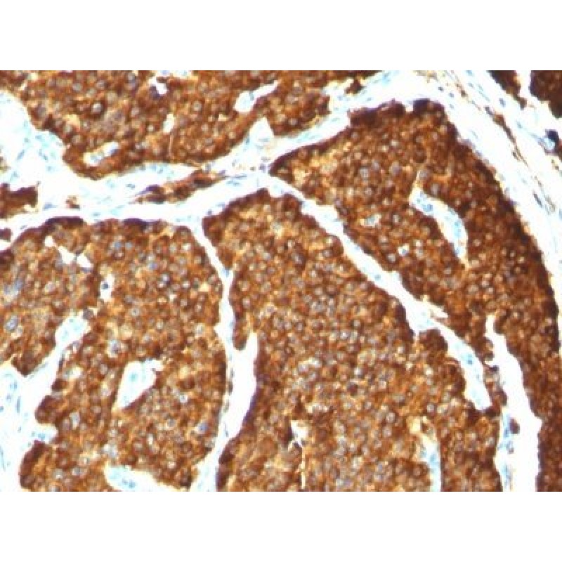 Chromogranin A(CHGA/777), CF740 conjugate, 0.1mg/mL