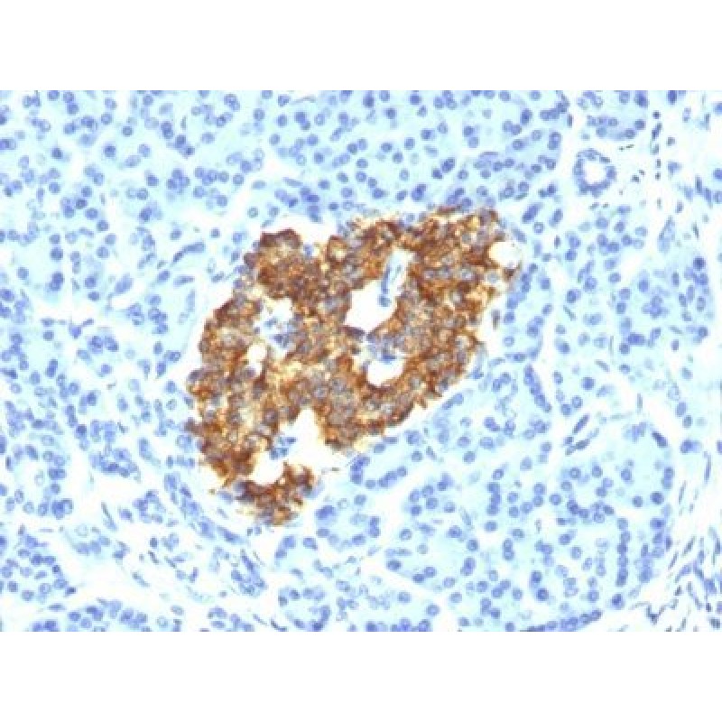 Insulin(IRDN/794), CF740 conjugate, 0.1mg/mL