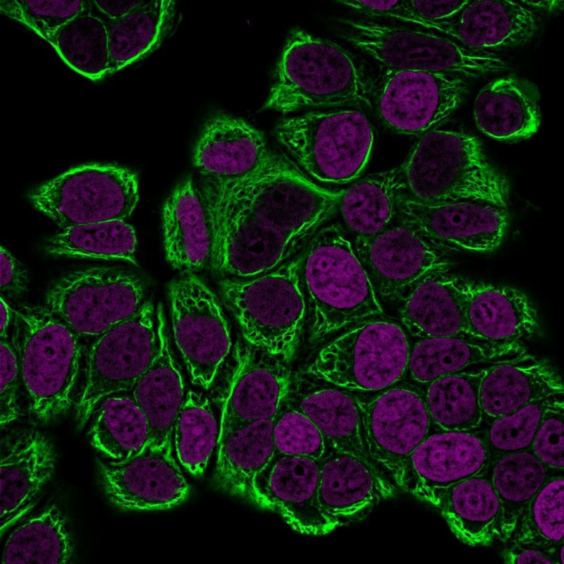 Cytokeratin 19(KRT19/799), CF740 conjugate, 0.1mg/mL