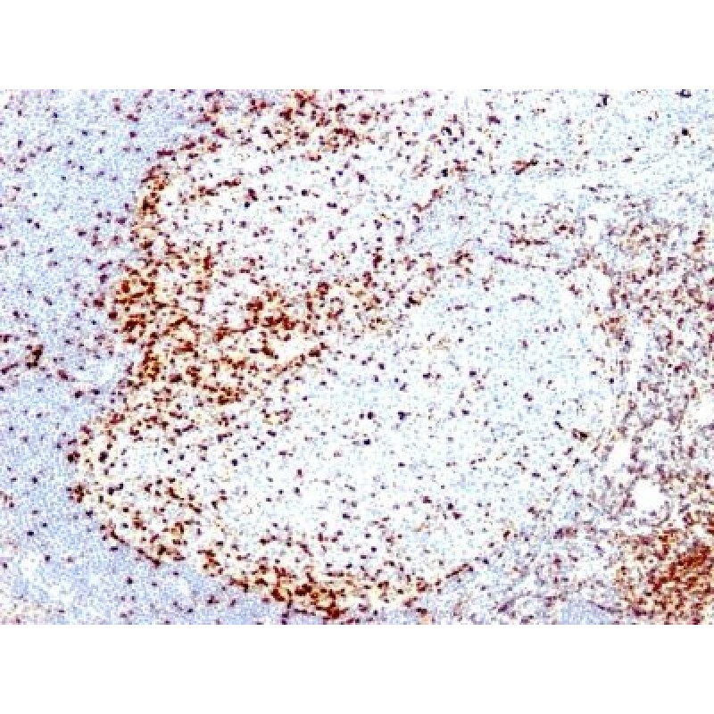 ZAP70(2F3.2), CF740 conjugate, 0.1mg/mL