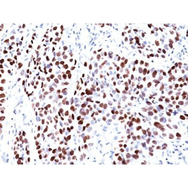 p21 / WAF1(CIP1/823), CF740 conjugate, 0.1mg/mL