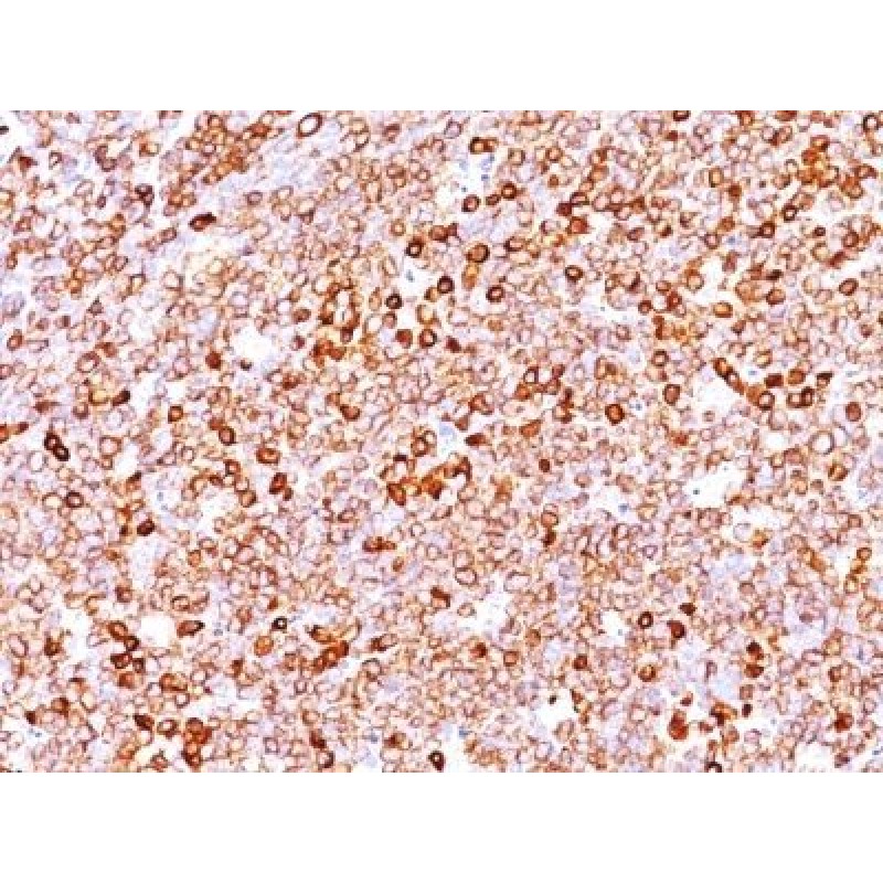 CD79a(JCB117 + HM47/A9), CF740 conjugate, 0.1mg/mL