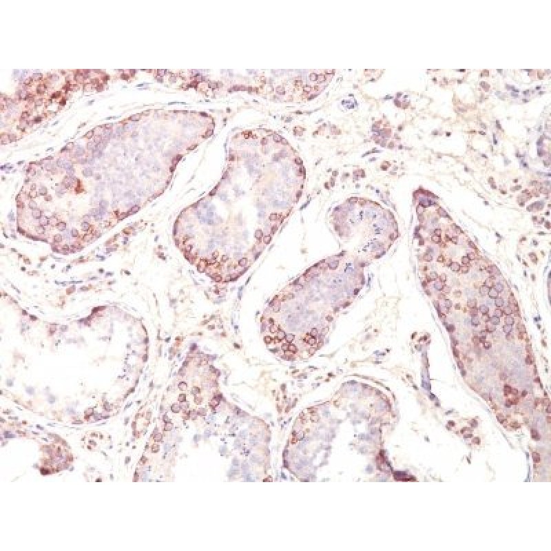 MAGE A1(MZ2E/838), CF740 conjugate, 0.1mg/mL