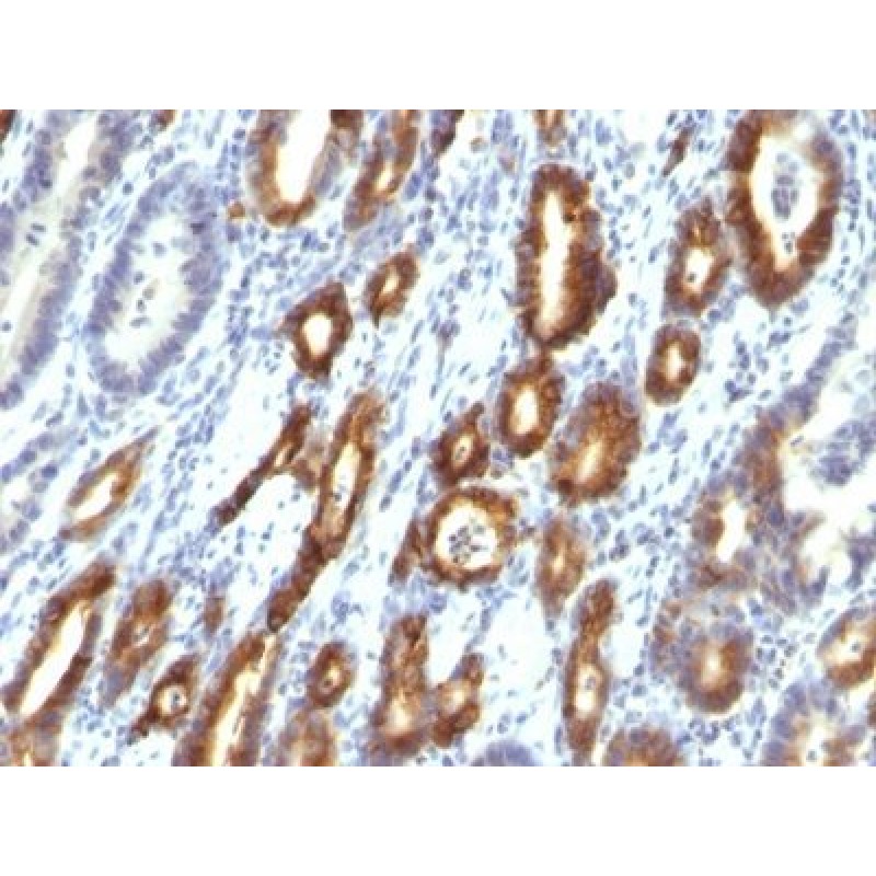 Mucin 6 (MUC6)(MUC6/916), CF740 conjugate, 0.1mg/mL