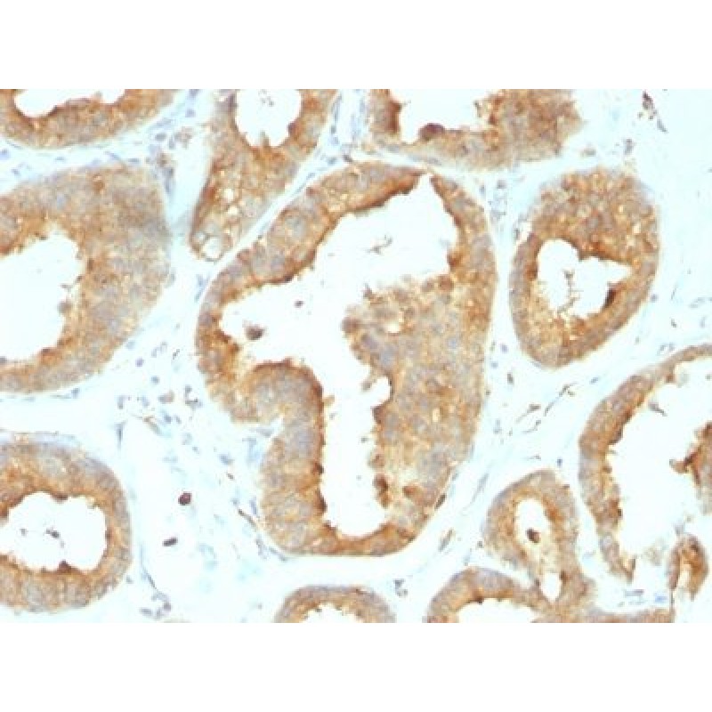 Glucose Regulated Protein 94 (GRP94) (9G10.F8.2), CF740 conjugate, 0.1mg/mL