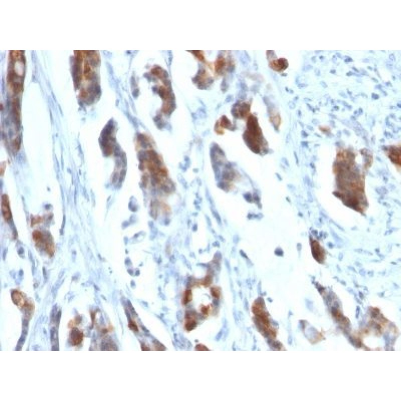 Mucin 5AC (MUC5AC)(58M1), CF740 conjugate, 0.1mg/mL